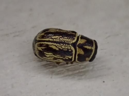 Pachybrachis sp.
