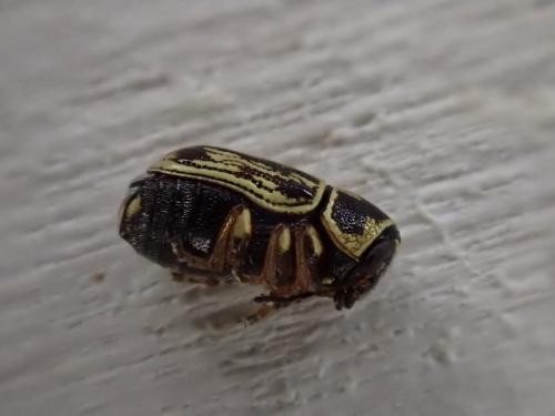 Réf. 287 700 : Pachybrachis sp.