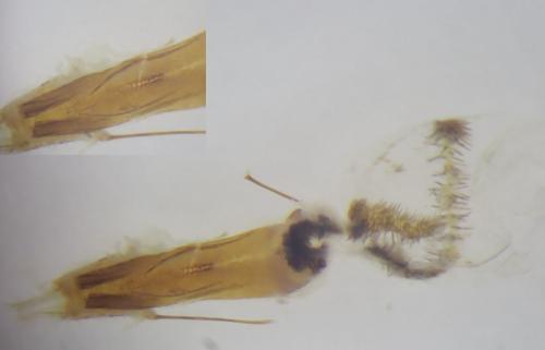 Dioryctria simplicella