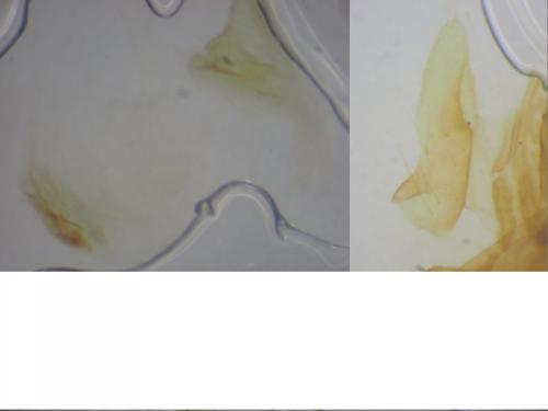 Réf. 287 887 : Photedes fluxa