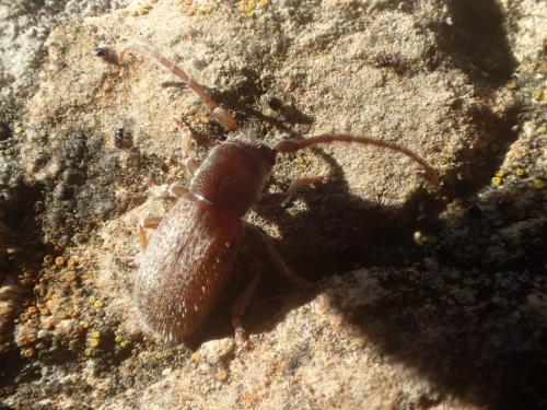 Parmena sp.