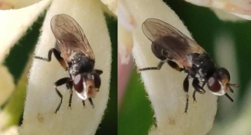 Thecophora sp.