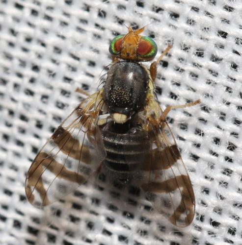 Rhagoletis cingulata