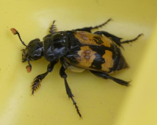 Nicrophorus sp.