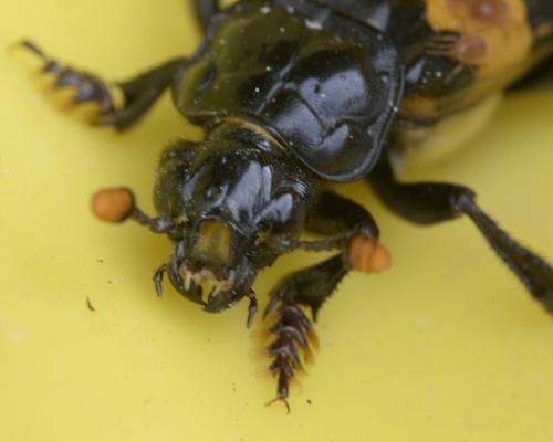 Nicrophorus sp.