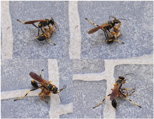 Réf. 287 178 : Sceliphron caementarium