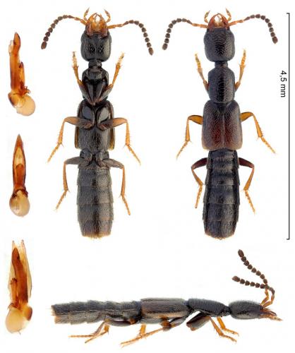Neobisnius prolixus