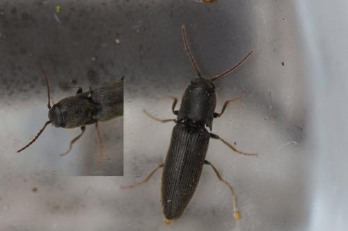 Agriotes sp.