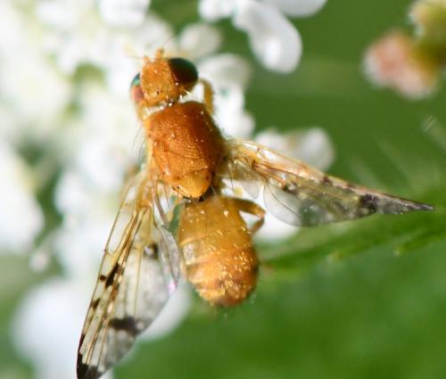 Xyphosia miliaria