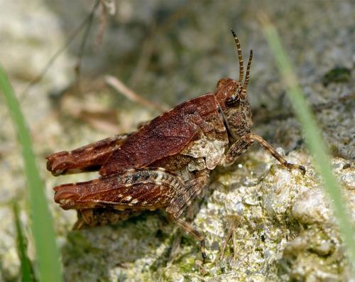 Tetrix sp.