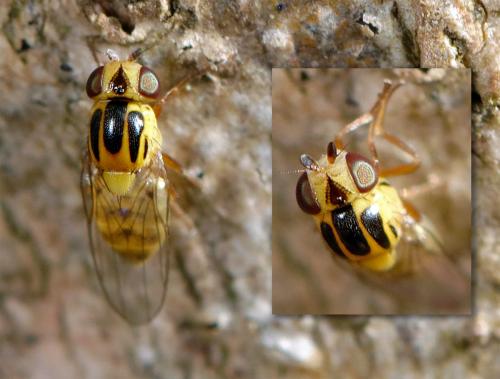 Thaumatomyia sp.