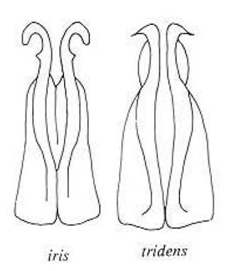 Tmesorrhina divers