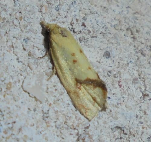 Réf. 287 495 : Agapeta hamana