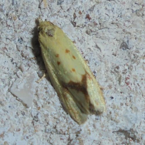 Réf. 287 494 : Agapeta hamana