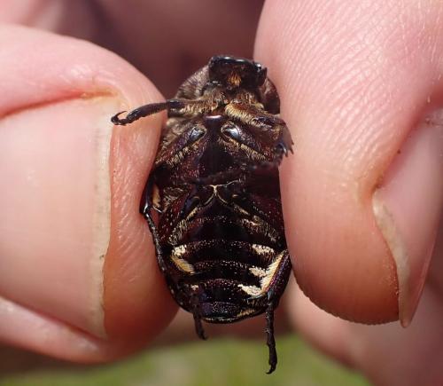 Réf. 287 264 : Potosia cuprea