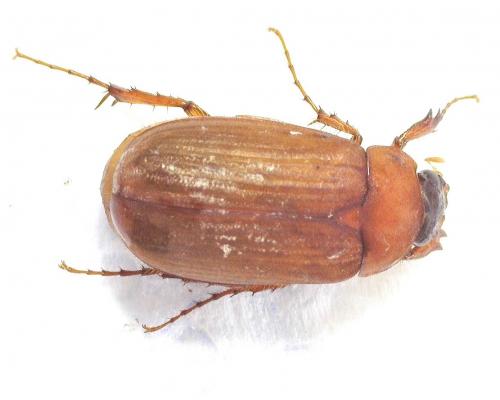Serica brunnea