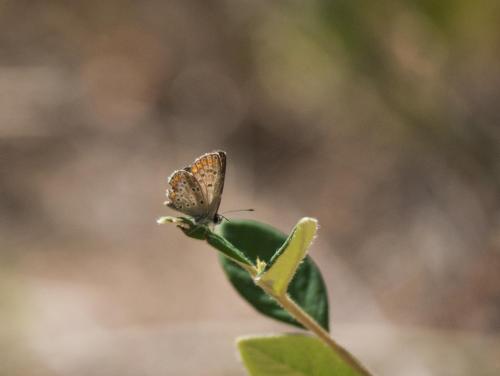 Réf. 287 000 : Aricia agestis