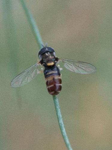 Réf. 287 004 : Paragus quadrifasciatus