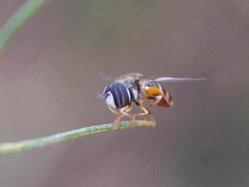 Réf. 287 003 : Paragus quadrifasciatus