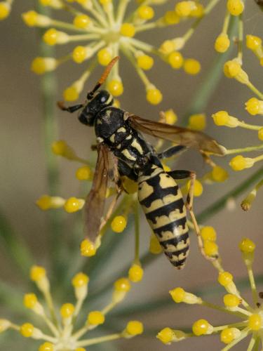 Polistes sp.