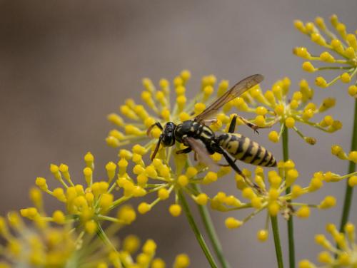 Polistes sp.