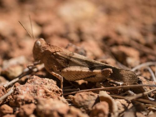 Réf. 287 372 : Oedipoda caerulescens caerulescens