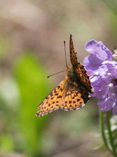 Réf. 287 595 : Boloria sp.