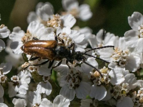 Pseudovadonia livida