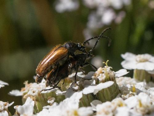 Pseudovadonia livida