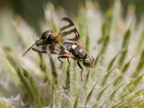 Urophora terebrans