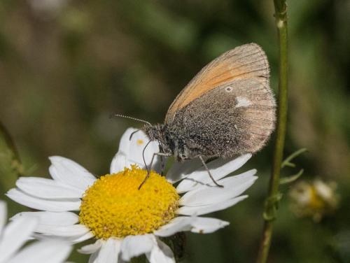 Réf. 287 596 : Coenonympha glycerion