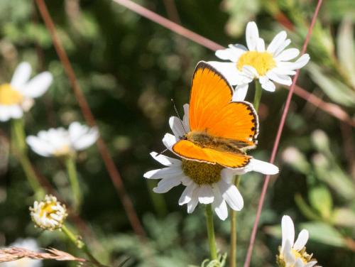 Lycaena virgaureae