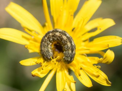 Réf. 287 866 : Hecatera bicolorata