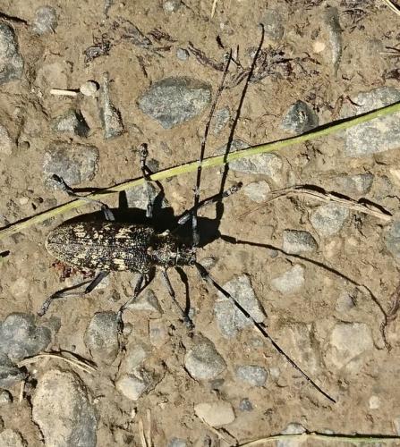Réf. 287 089 : Monochamus sutor