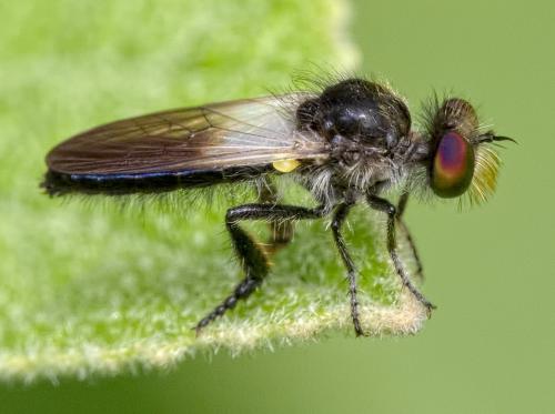 Holopogon nigripennis