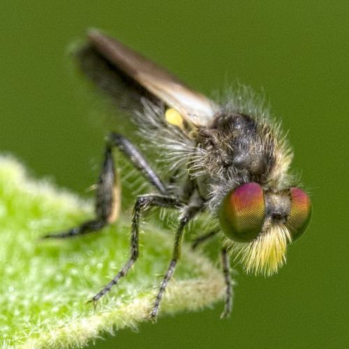Holopogon nigripennis