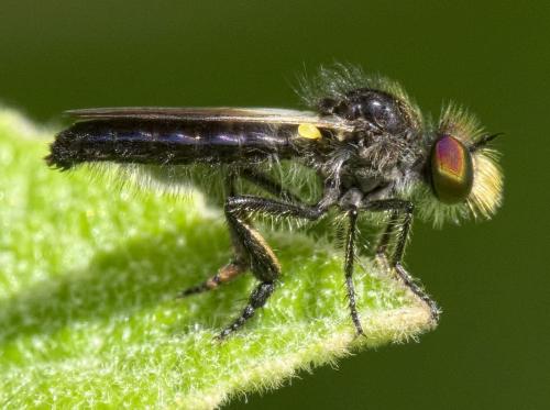 Holopogon nigripennis