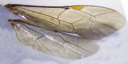 Réf. 287 915 : Spilothyrateles illuminatorius