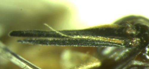 Loxocera albiseta