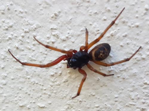 Réf. 287 171 : Steatoda nobilis