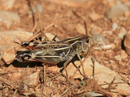 Arcyptera sp.