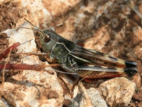 Arcyptera sp.