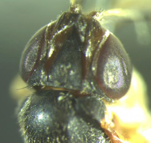 Loxocera albiseta