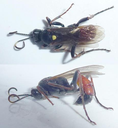 Réf. 287 913 : Spilothyrateles illuminatorius