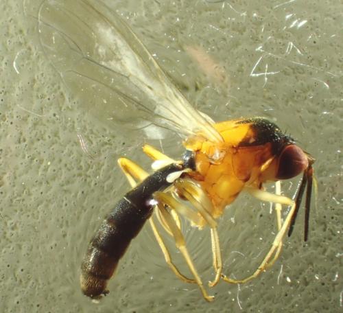 Réf. 287 858 : Loxocera albiseta