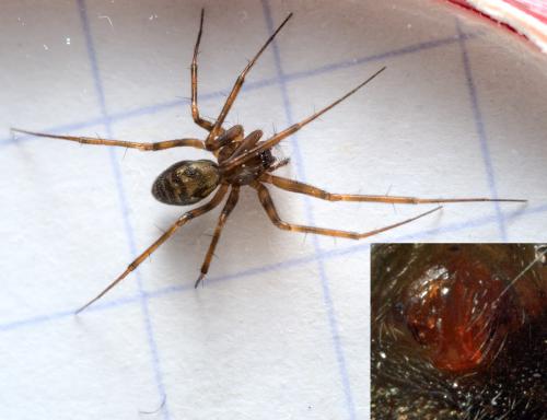 Réf. 287 706 : Lepthyphantes leprosus