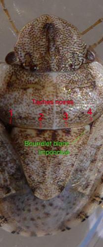 Réf. 287 618 : Sciocoris conspurcatus majusculus