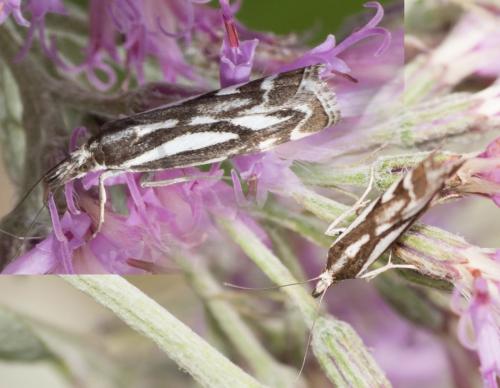 Réf. 287 683 : Catoptria luctiferella