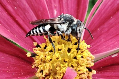 Coelioxys conoidea