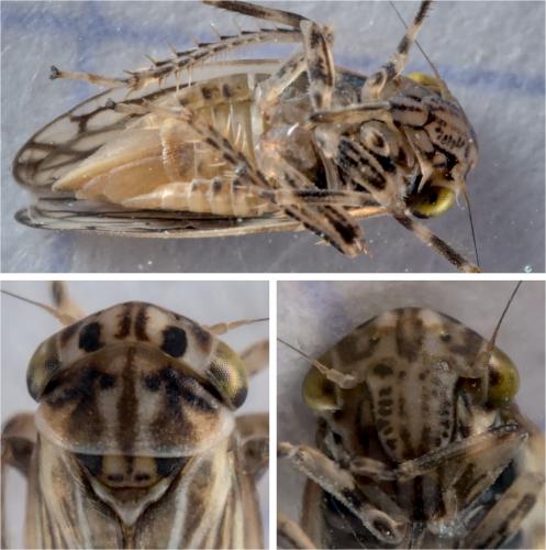Réf. 287 620 : Anaceratagallia sp.